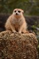 Kids_DFWzoo_3-2016 (290)